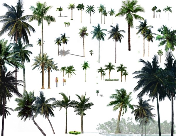 高精度室外效果图棕榈科植物热带植物图片