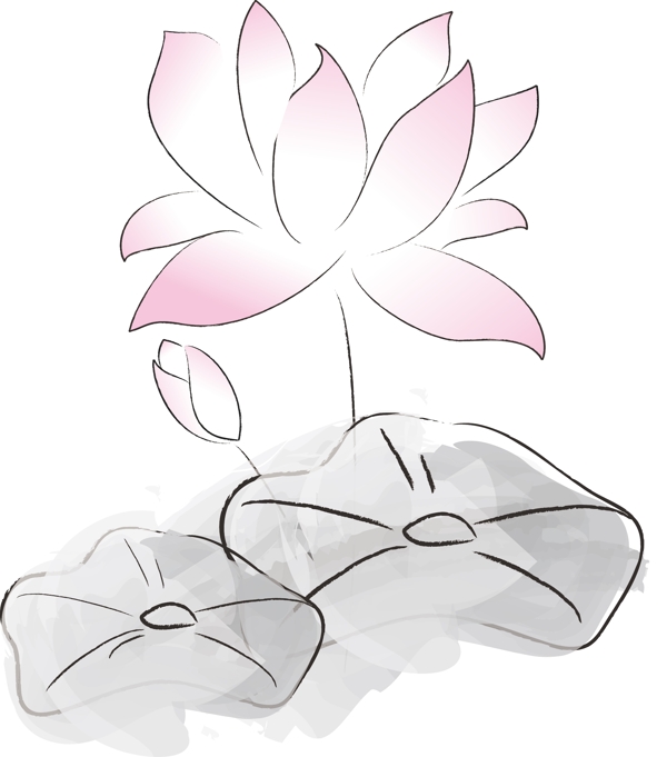 荷花圖片