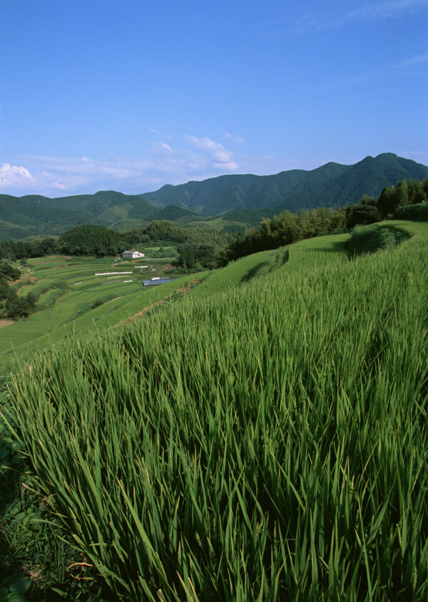 水稻田