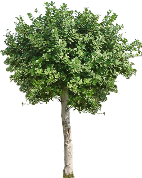 植物貼圖素材建筑裝飾JPG0287