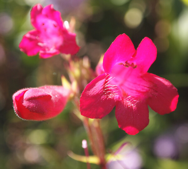 位圖植物攝影寫(xiě)實(shí)花卉花朵數(shù)碼照片免費(fèi)素材