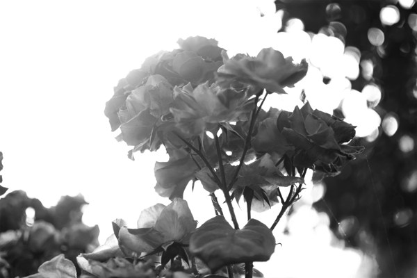 花花朵黑白黑白花朵