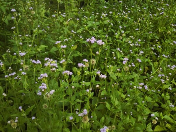 淡紫色小野花丛图片