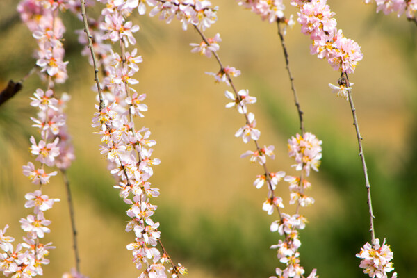 春季桃花花枝植物摄影