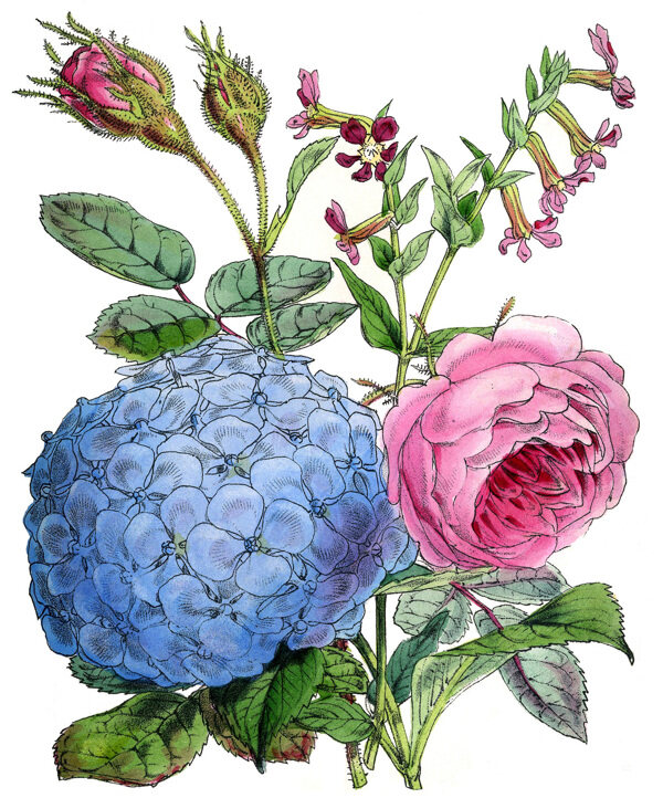 水彩花圖片