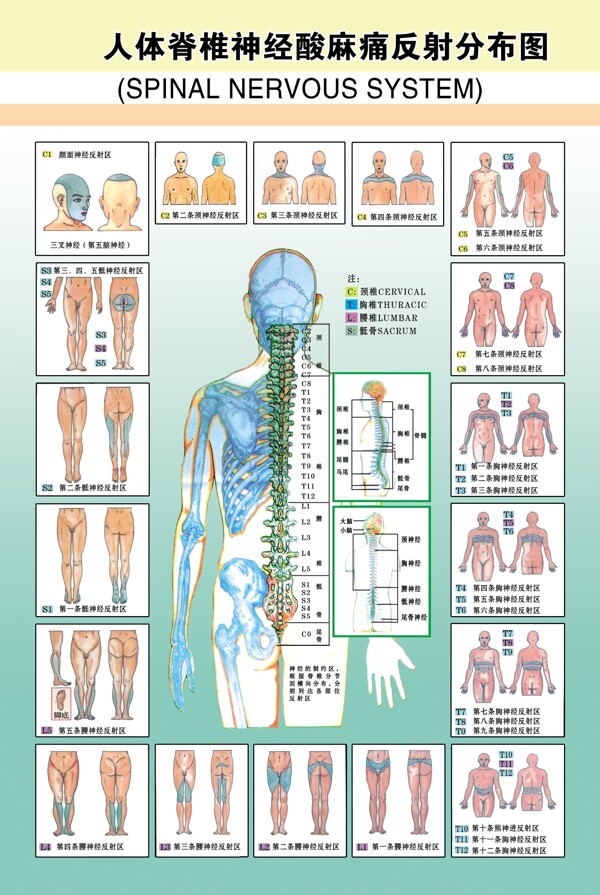 人体脊椎神经酸麻痛反射分布图