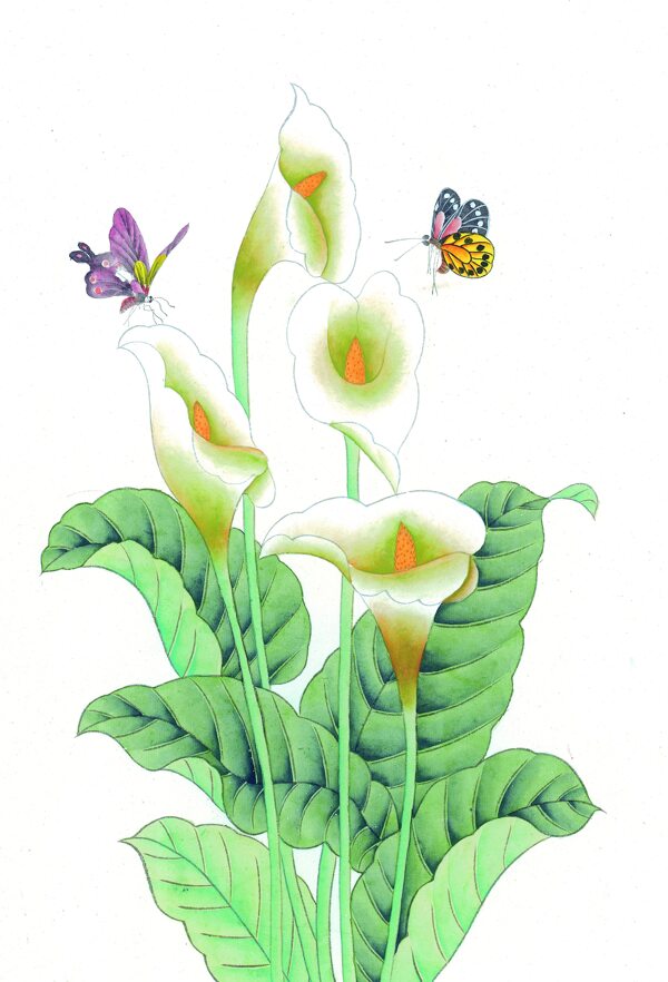 蝴蝶与水仙花图片