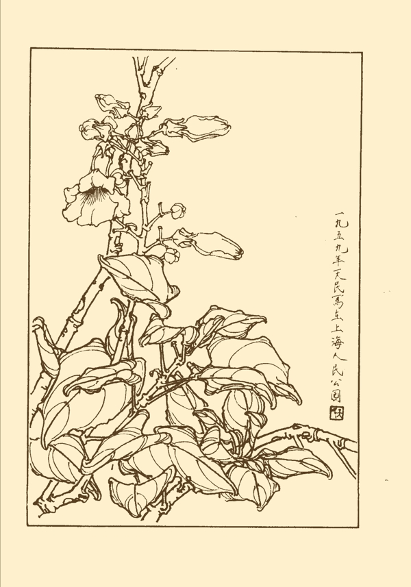 桐花圖片