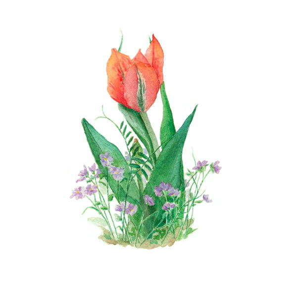 位圖植物寫意花卉花朵郁金香免費(fèi)素材