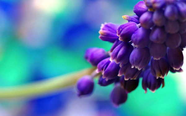 位圖寫實(shí)花卉植物花朵野花免費(fèi)素材