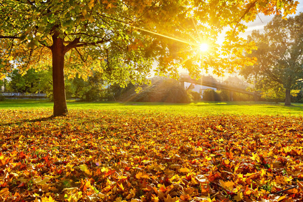 阳光树林唯美秋季背景