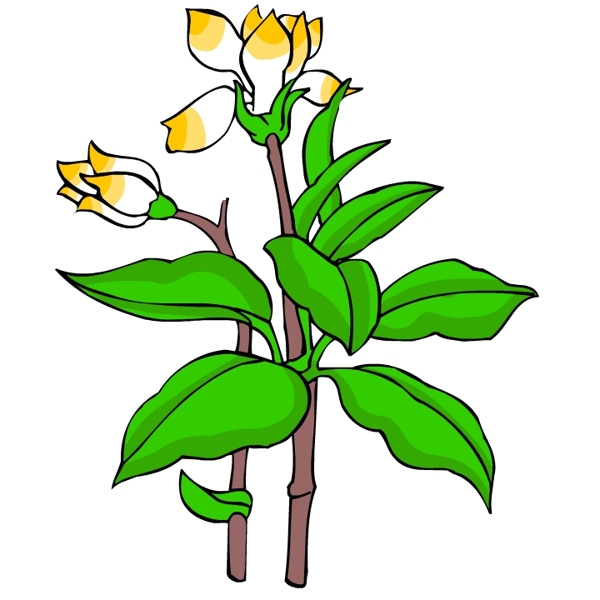 花卉古典插畫