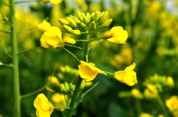 油菜花