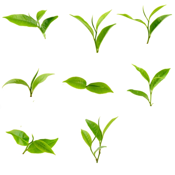 茶葉素材