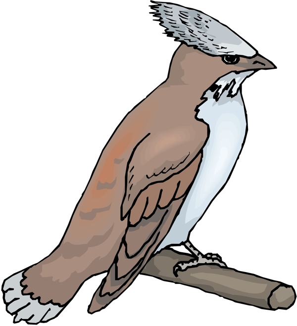 各種鳥類鳥動物矢量素材EPS格式0415