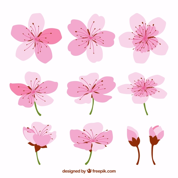 彩绘粉色樱花图片