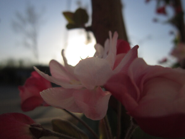 桃花圖片