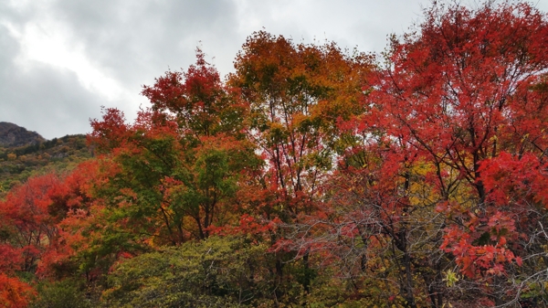 秋天山里的红叶