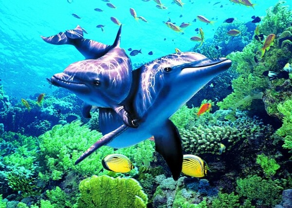 3D海豚