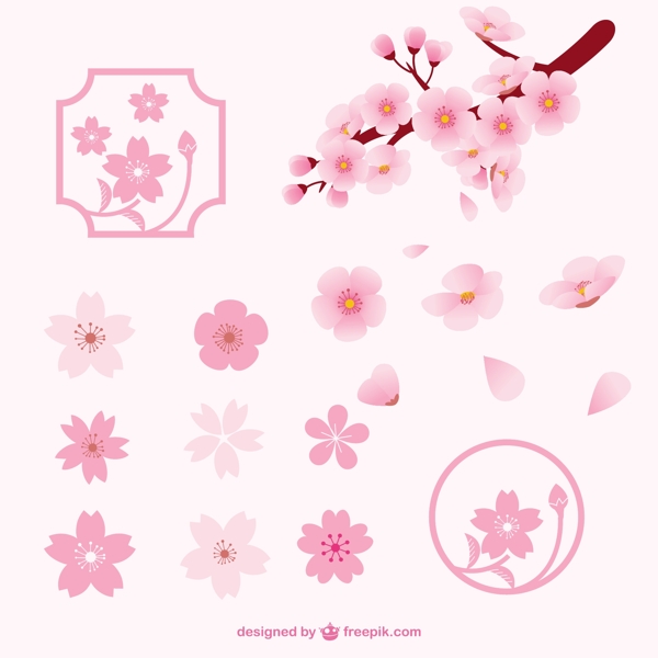 不同的櫻花