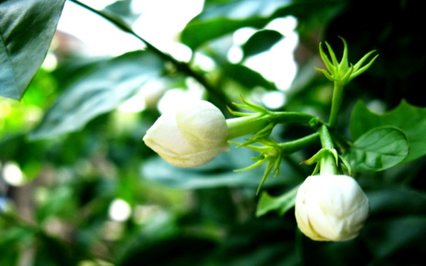位圖植物花朵寫實(shí)花卉野花免費(fèi)素材