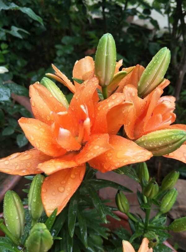 百合花