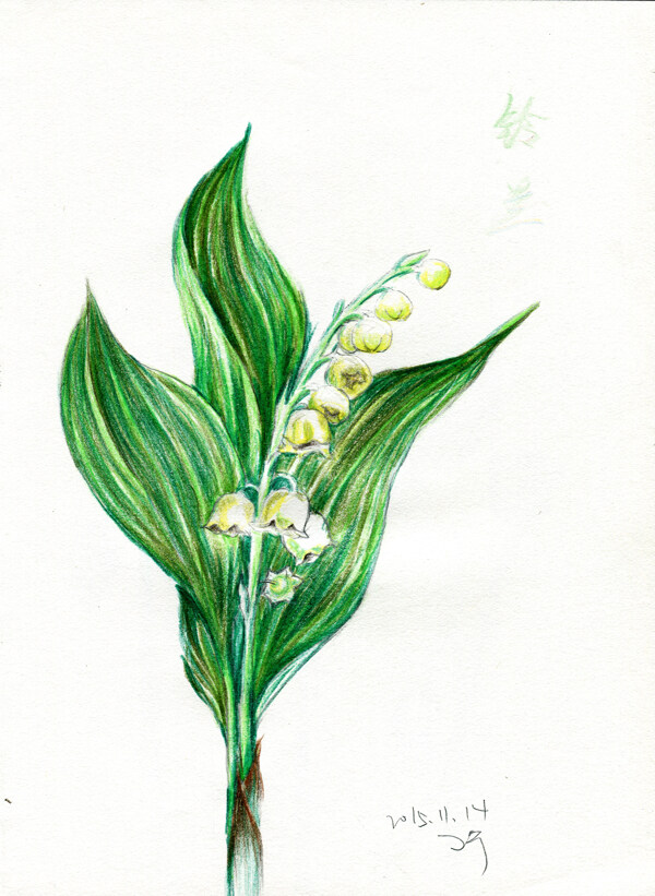 彩铅笔手绘花朵铃兰花