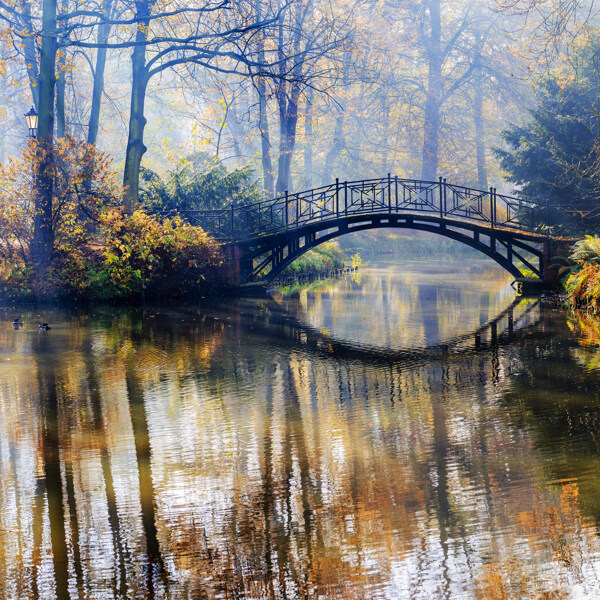 秋天树林里的拱桥