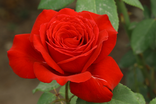 月季花