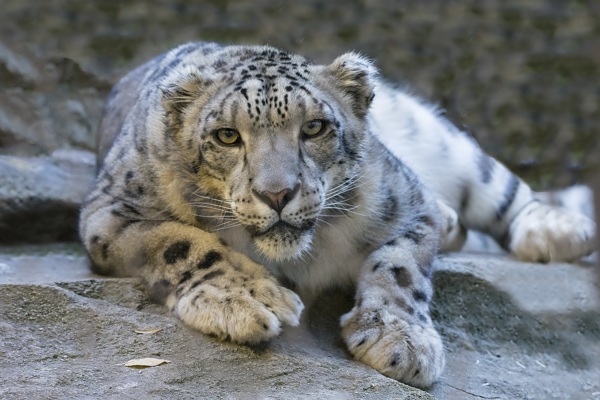 野生动物雪豹