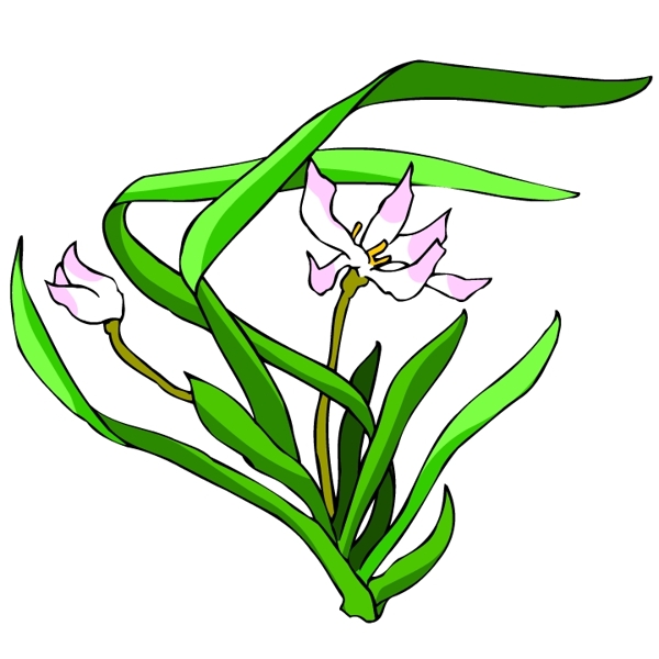 花卉古典插畫(huà)