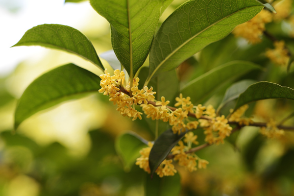 桂花圖片