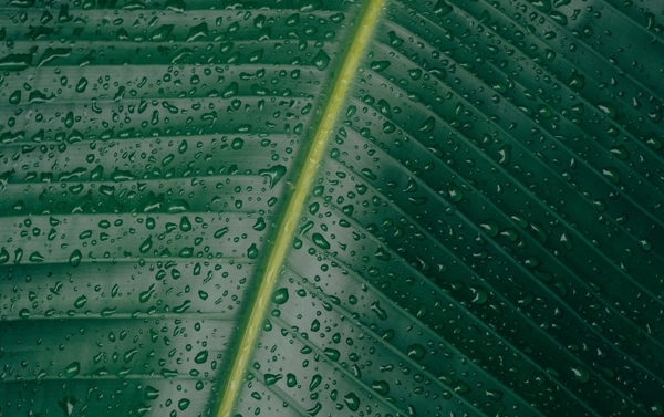 葉子上的水滴