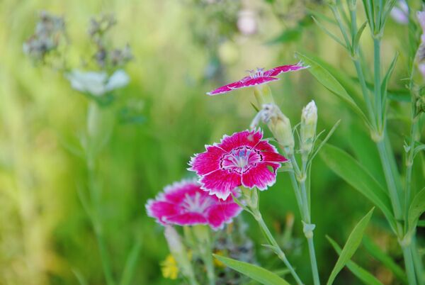 石竹花
