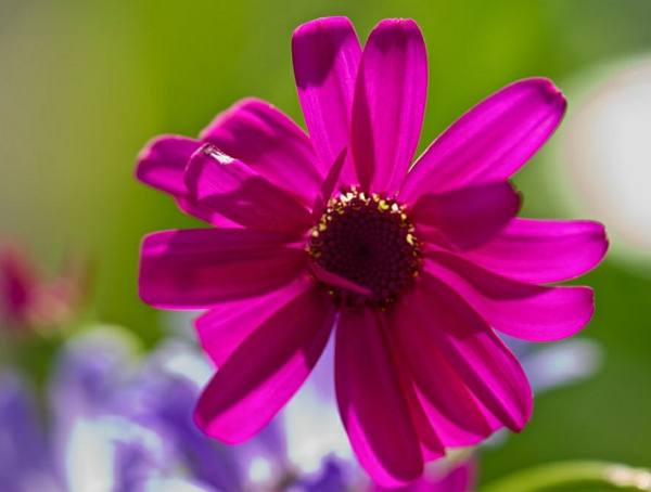 位圖植物攝影寫實(shí)花卉花朵菊花免費(fèi)素材