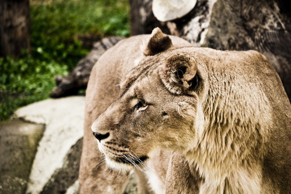 野生非洲狮子图片