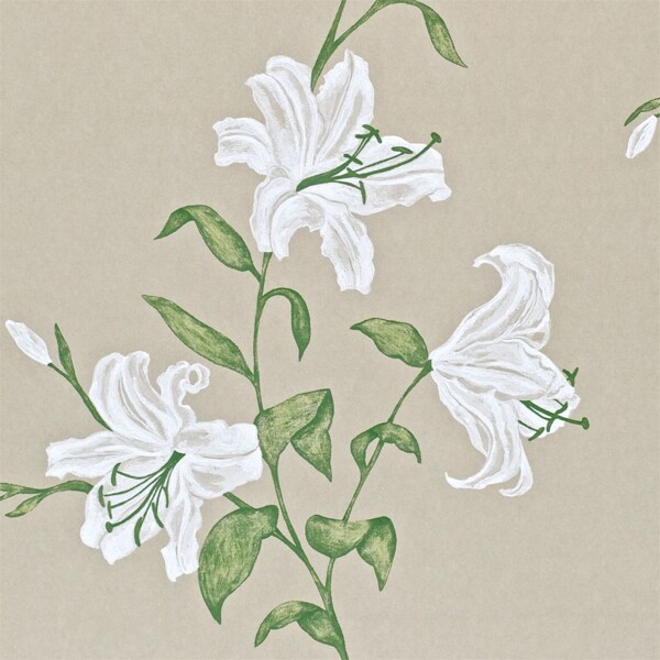 白色花朵壁纸设计