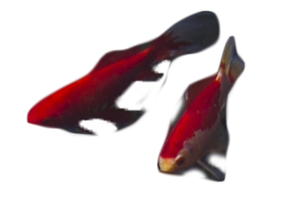 红色的宠物观赏小鱼