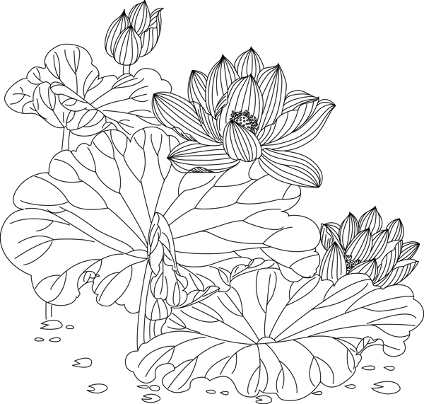荷花圖片
