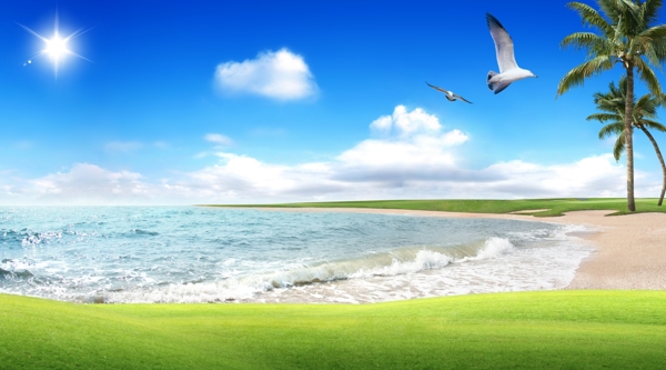 海沙灘草地海鷗椰樹圖片
