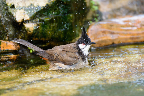 水中野生鳥圖片