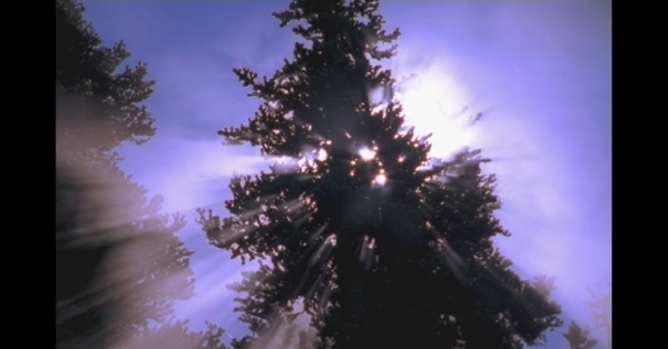 阳光穿过松树