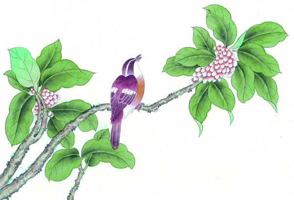 植物與鳥圖片