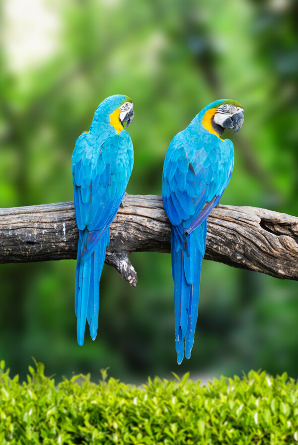 两只漂亮的蓝色鹦鹉