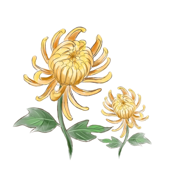 手绘水彩清明菊花植物花卉设计元素
