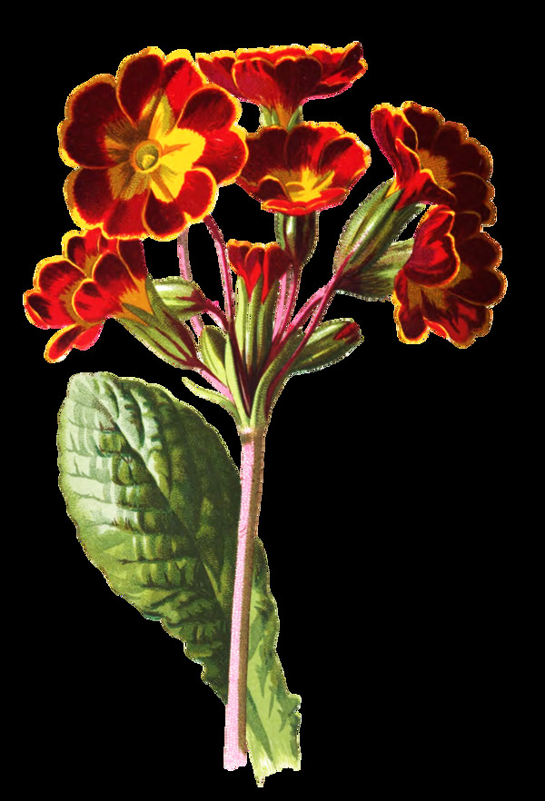 紅黃花束卡通透明素材