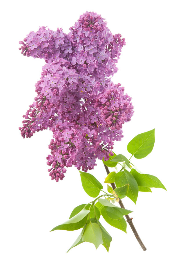 丁香花