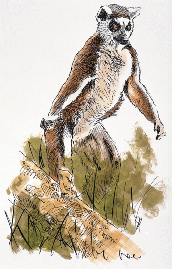 靈長動物動物插圖28
