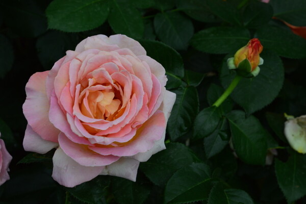月季花