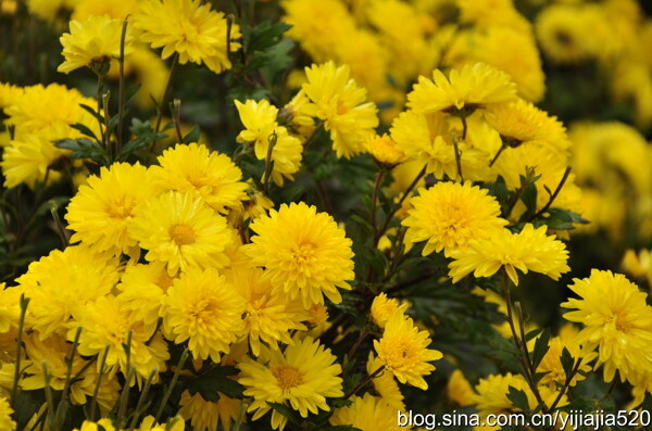 黄色菊花花海图片